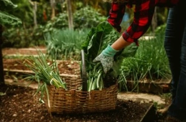 O que é gastronomia sustentável em hotéis e como implementar?